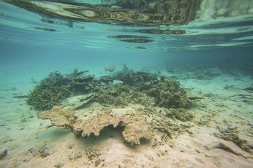 Beautiful underwater view during snorkeling. Maldives, Indian Ocean. Beautiful nature background.