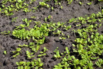 Fototapeta na wymiar Young sprouts of lettuce in the garden on the sunshine