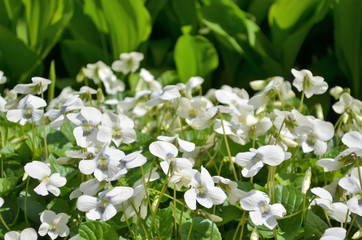 White garden flowers violets gloriole in the spring