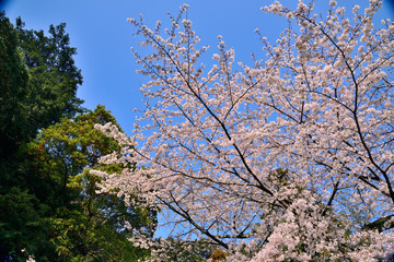 【神奈川県】横須賀市　諏訪大神社の桜