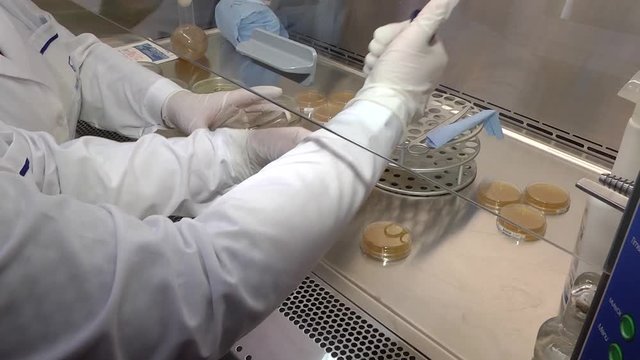 Sterile conditions. Microbiological laboratory. Doing biological research in clean environmental. Research in the laboratory for microbial seeding. Control of microbial and dust air pollution.