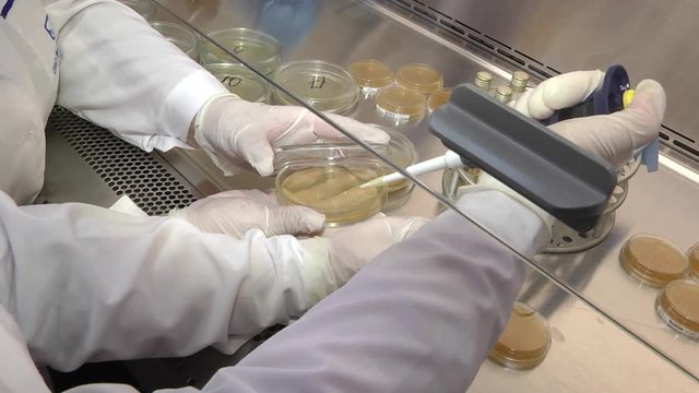 Sterile conditions. Research in the laboratory for microbial seeding. A scientist pipettes a medium or reagents for a cell culture experiment in a biological safety cabinet (BSC).