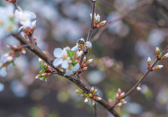 One bee on the cherry blossom. Vertical picture, close up