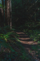 Forest path