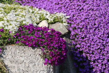 Steingarten im Fr&uuml;hling, bl&uuml;hende Polsterpflanzen