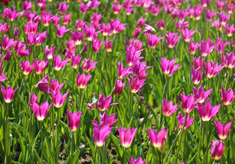 Fototapeta premium beautiful colorful tulips. Spring 