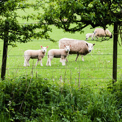Obraz na płótnie Canvas Lambs and Ewes