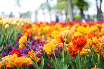 beautiful colorful tulips. Spring flowers. red tulips