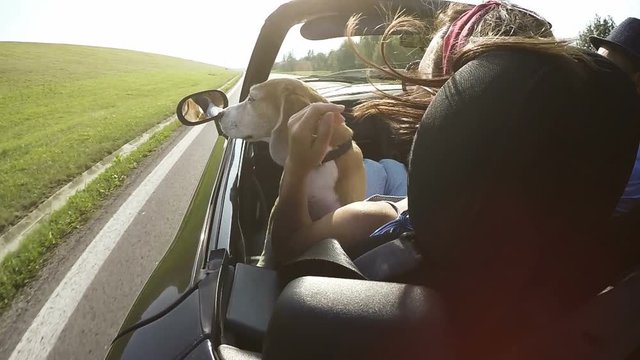 Slow-motion video of beagle sitting on lap of passenger in moving convertible car