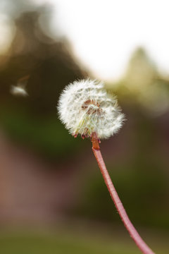 dandelion on green background