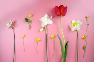 Fototapeta premium Decoration of Women's Day or Mother's Day. Frame of red tulips, narcissus, hyacinths and flowers muscari on white background with space for text.