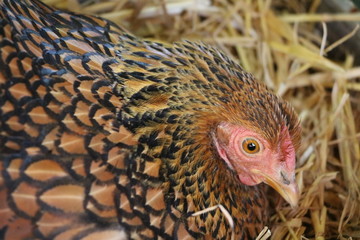 Close up of American Wyandots