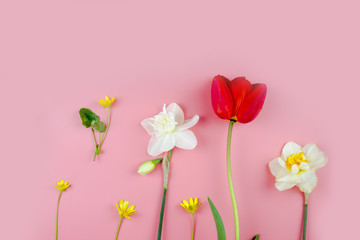 Naklejka premium Decoration of Women's Day or Mother's Day. Frame of red tulips, narcissus, hyacinths and flowers muscari on white background with space for text.