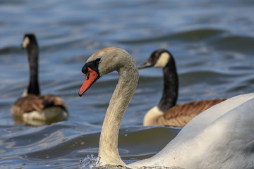 Swan portrait in the background two  barnacle geese
