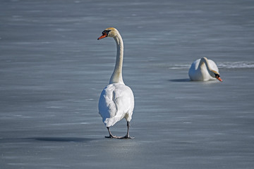 two swans on the frozen lake