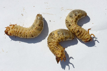 Three European rhinoceros beetle larvae on white background. © vaz1
