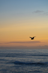 Fototapeta na wymiar Bird in sunset