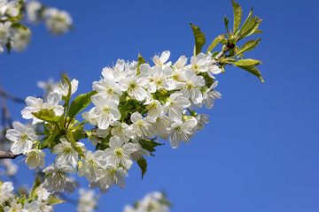 Spring is here. Blossoming fruit trees like here a cherry tree