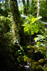 Obraz premium detalles que nos ofrece la naturaleza