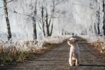 Hund in der Allee im Schnee