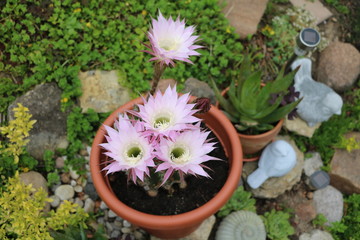 Fototapeta na wymiar Many big flowers of cactus Echinopsis eyriesii