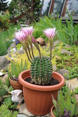 Echinopsis eyriesii