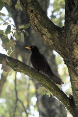 A blackbird in a branch 