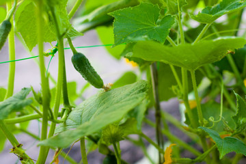 Cucumbers on a branch in a greenhouse. Growth green cucumbers vertical planting. Growing organic food