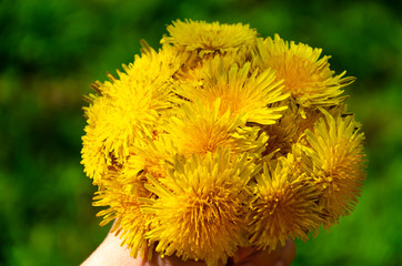 Hand with bright bouquet of yellow dandelions
