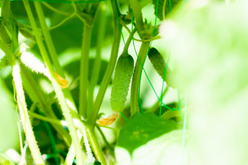 Cucumbers on a branch in a greenhouse. Growth green cucumbers vertical planting. Growing organic food
