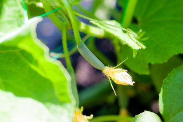 Growth and blooming of greenhouse cucumbers, growing organic food. Cucumbers on branch in greenhouse, yellow flowers on curling fluffy beautiful bush
