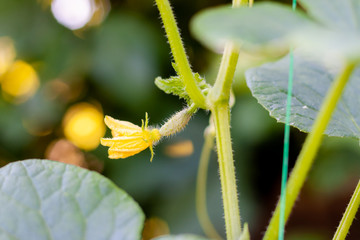 Growth and blooming of greenhouse cucumbers, growing organic food. Cucumbers on branch in greenhouse, yellow flowers on curling fluffy beautiful bush