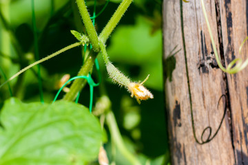 Growth and blooming of greenhouse cucumbers, growing organic food. Cucumbers on branch in greenhouse, yellow flowers on curling fluffy beautiful bush