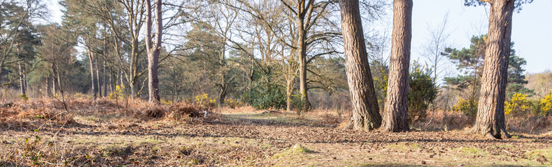 Obraz premium Forest Landscape Hampshire England