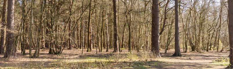 Fototapeta premium Forest Landscape Hampshire England