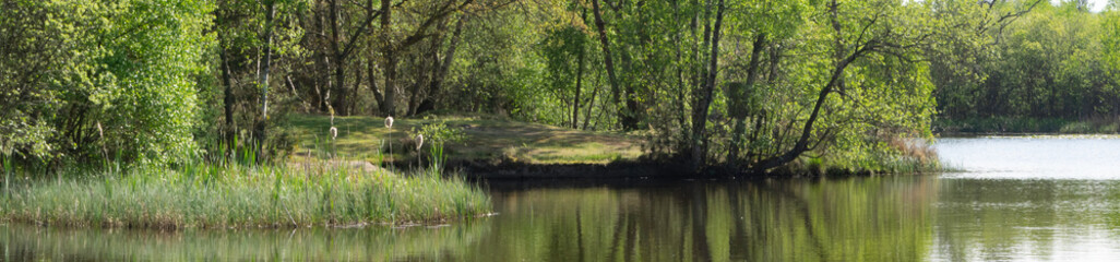 Obraz premium Forest Landscape Hampshire England