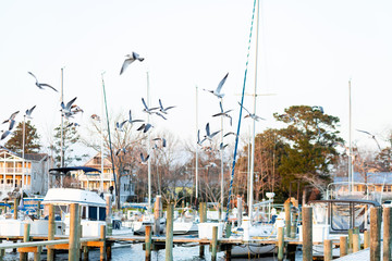 Seagulls flying over Marina in Oriental, NC