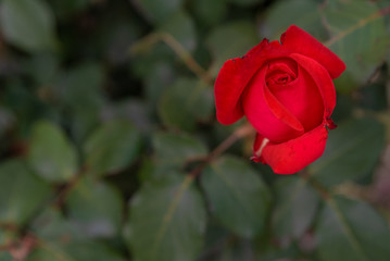 beautiful red and yellow roses in the garden