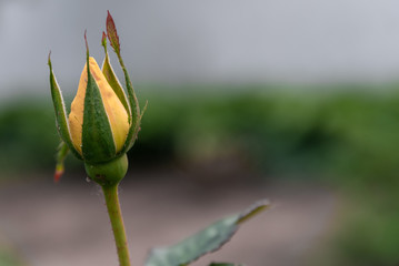 beautiful red and yellow roses in the garden