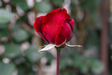 beautiful red and yellow roses in the garden