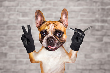 funny dog ginger french bulldog barber hold a straight razor. Man on white brick wall background