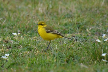 yellow bird in the grass