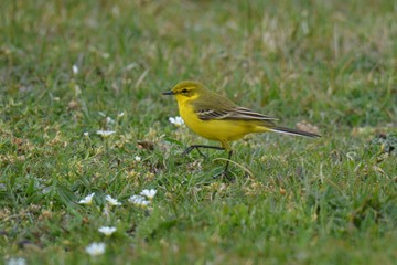 yellow bird