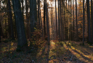 A Beautiful Autumn Scene in the Forest with Trees, Orange Leaves and Light Rays