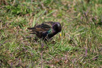 Starling ordinary in search of food in the grass