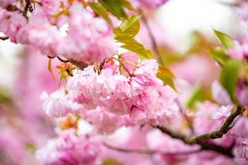Beautiful spring cherry blossom bloom sunny day