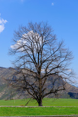 Obraz premium Amazing spring landscape with alone tree and mountains, Armenia