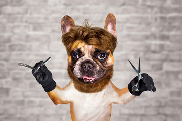 funny dog barber groomer ginger french bulldog hold scissors and straight razor. Man on white brick...