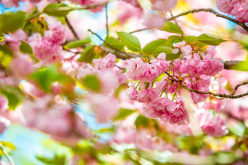 Beautiful spring cherry blossom bloom sunny day