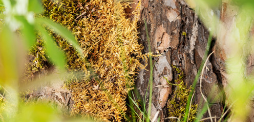 Nature background made of berk true, mass and earth with grass. Long wide banner.